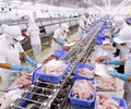 Trung Quốc cảnh báo một số lô hàng tôm đông lạnh của Việt Nam vi phạm chỉ tiêu an toàn dịch bệnh 