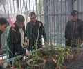Thực hư lan đột biến giá 250 tỉ đồng 
