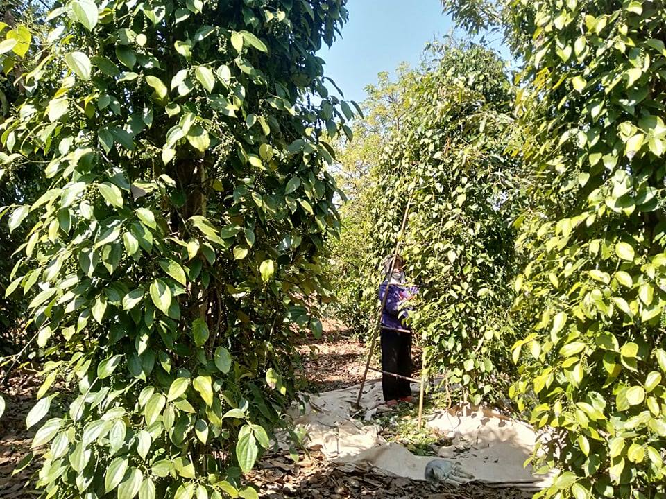 Nhà vườn đỏ mắt tìm nhân công hái tiêu 