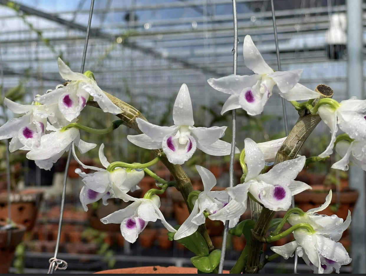 Có thất thu thuế từ “thương vụ trăm tỷ” lan đột biến