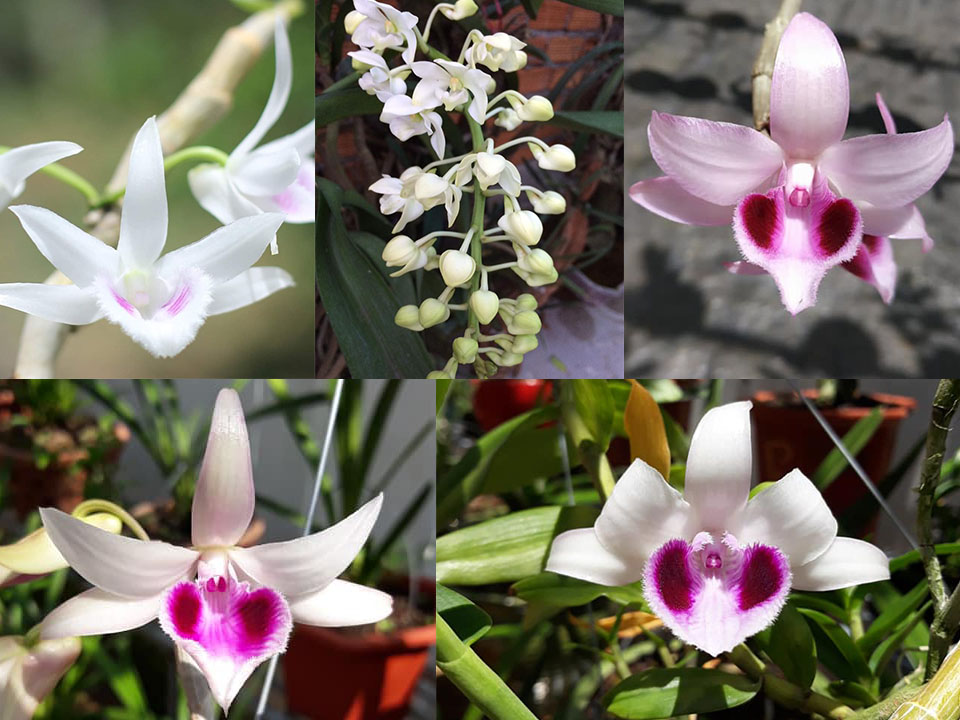 Ngành Thuế vào cuộc rà soát tất cả các hoạt động kinh doanh lan