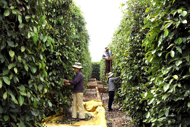 Hiệp hội Hồ tiêu quốc tế cảnh báo giá tiêu Việt Nam tăng nóng bất thường