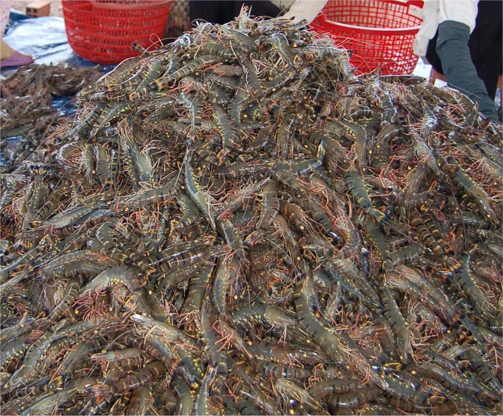 55 lô tôm sú Việt Nam bị từ chối nhập vào Trung Quốc