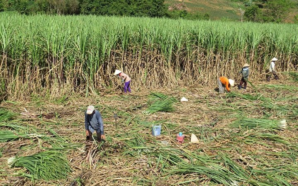 Đường lậu mối nguy hại hiện hữu với sự phát triển ngành mía đường trong nước