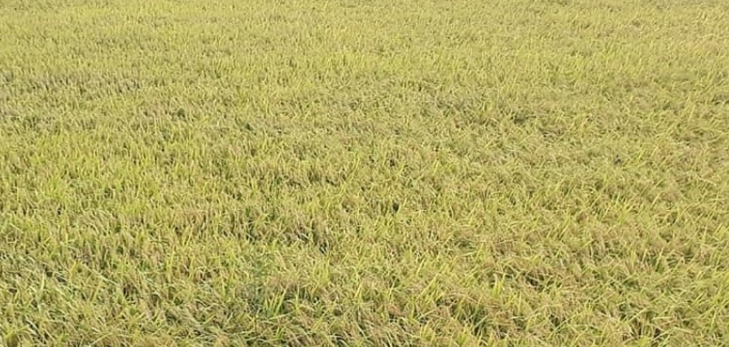 Chính phủ Ban hành nghị quyết bảo đảm an ninh lương thực quốc gia đến năm 2030