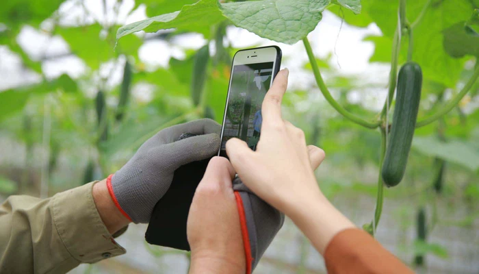 Nông dân đưa hàng lên sàn TMĐT sẽ được mở rộng ra nhiều tỉnh