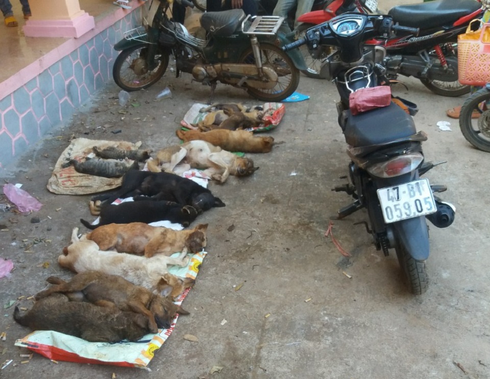 Đắk Lắk Điều tra, xử lý nhóm “cẩu tặc” gây ra hàng loạt vụ trộm chó 