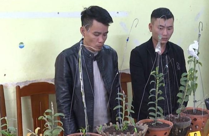 Công an thành phố Thanh Hóa bắt tạm giam 02 đối tượng trộm hoa lan đột biến liên tỉnh
