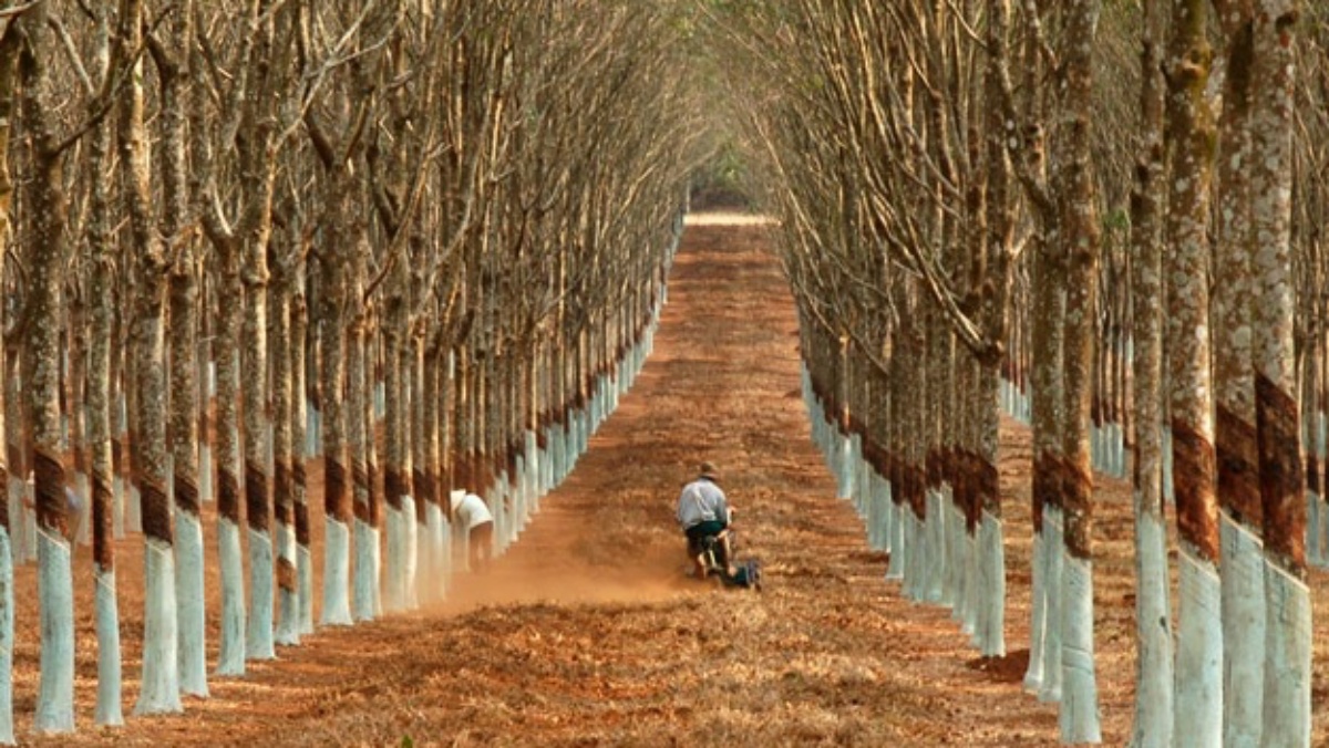 Giá cao su hôm nay 303 Tiếp tục tăng những phiên đầu tuần