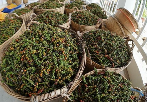 Việt Nam phát triển ngành hồ tiêu theo hướng bền vững