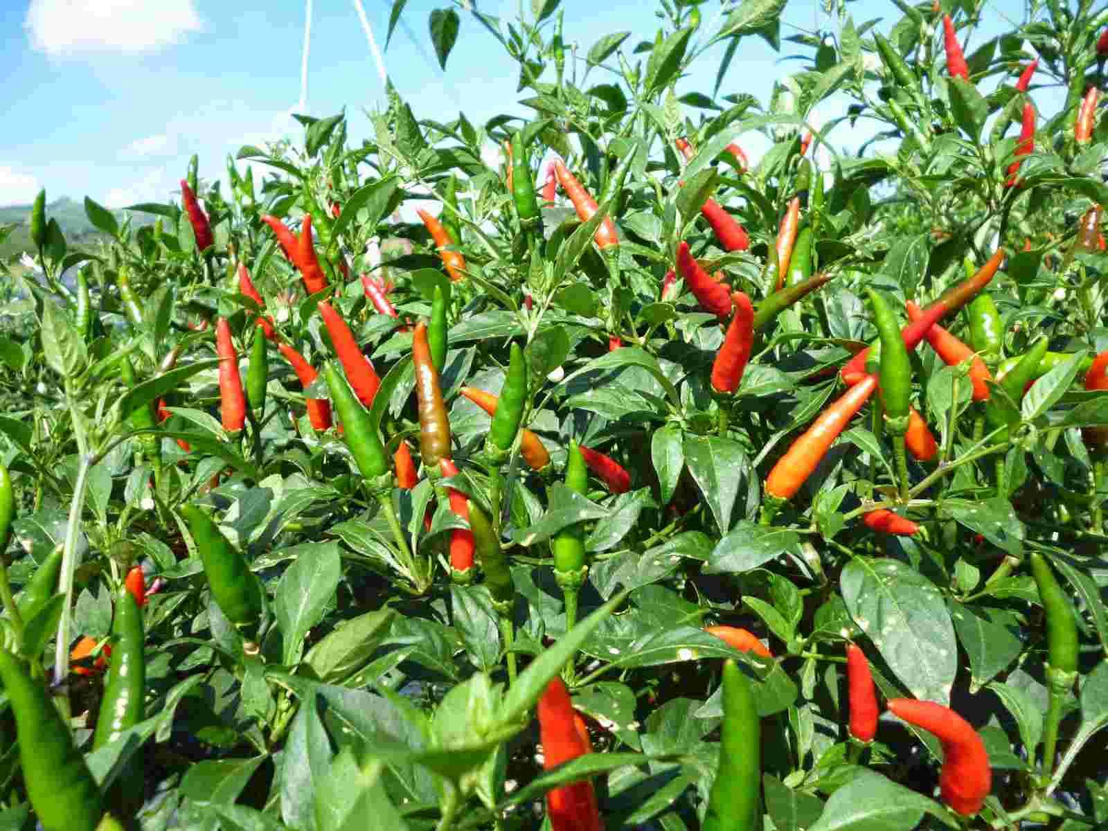 Giả mạo văn bản Trung Quốc cấm nhập khẩu ớt từ Việt Nam