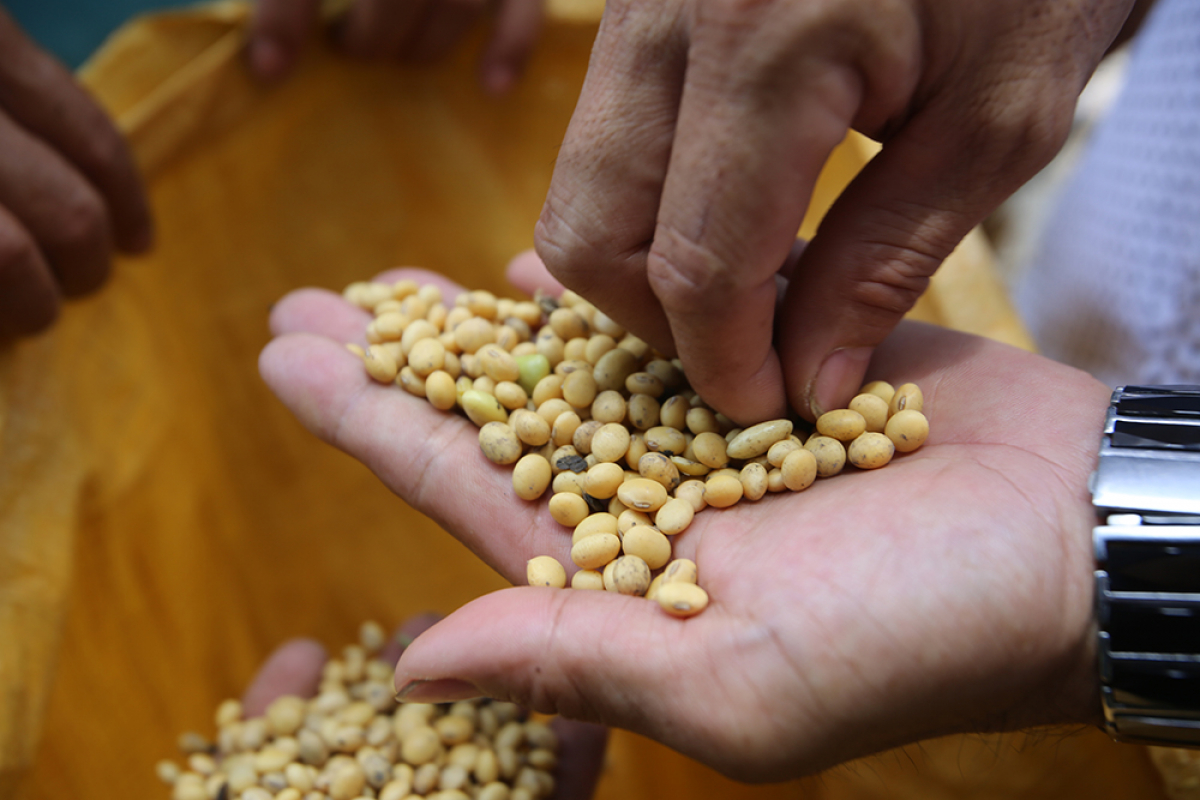 Giống đậu nành VINASOY 02-NS được phép lưu hành tại khu vực Đồng bằng sông Hồng