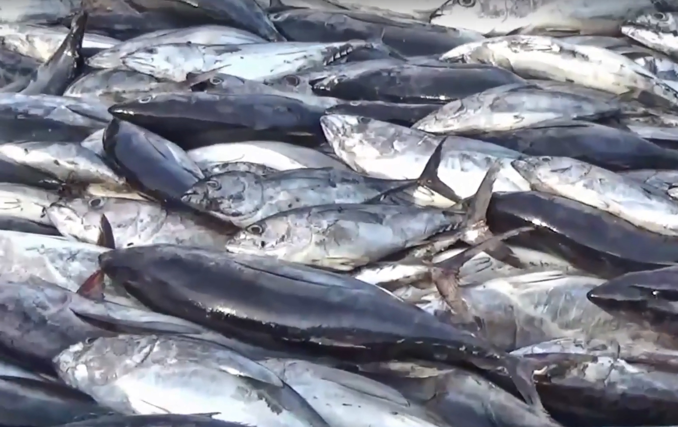 Sản lượng cá ngừ tại khu vực WCPO trong tháng 2 thấp