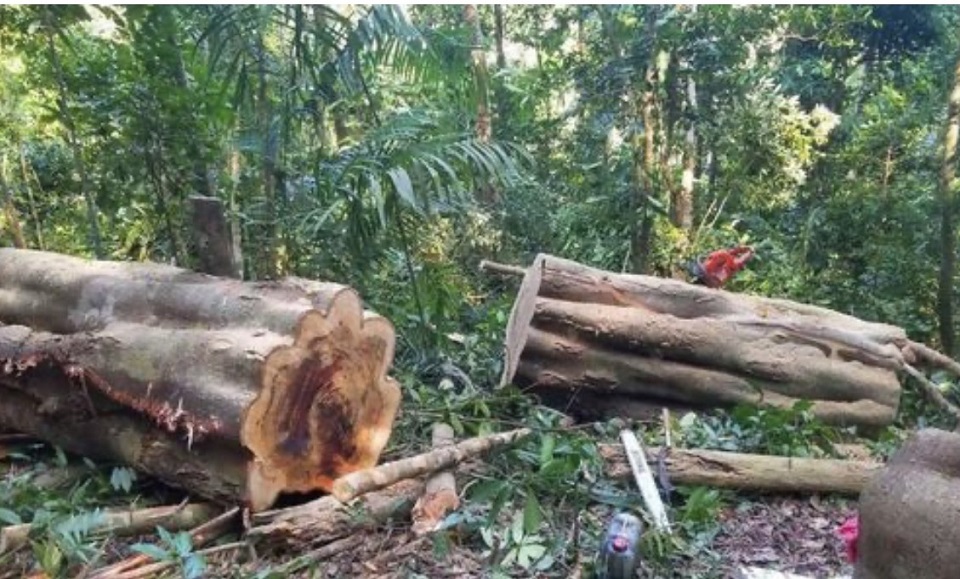 Gia Lai Bắt giữ đối tượng khai thác gỗ trái phép