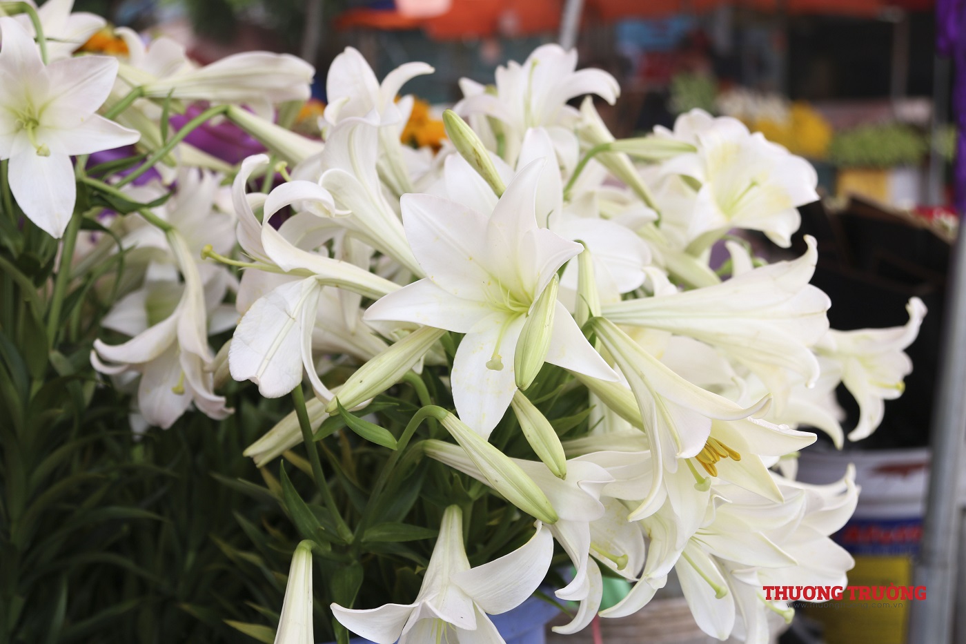 Nữ hoàng tháng Tư ngập tràn phố Hà Nội