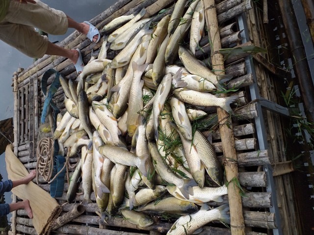 Hàng tấn cá chết trắng trên sông Mã