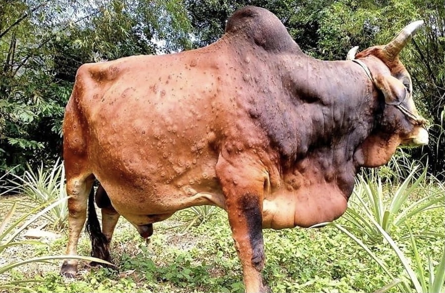 Khẩn trương triển khai các biện pháp kiểm soát bệnh viêm da nổi cục (VDNC) trên trâu bò