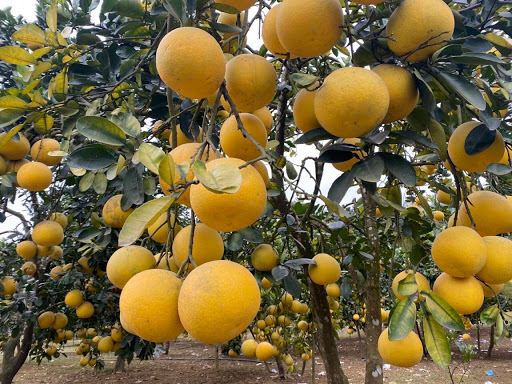 Hà Nội Thêm 5 đơn vị được sử dụng địa danh địa phương đăng ký bảo hộ nhãn hiệu tập thể