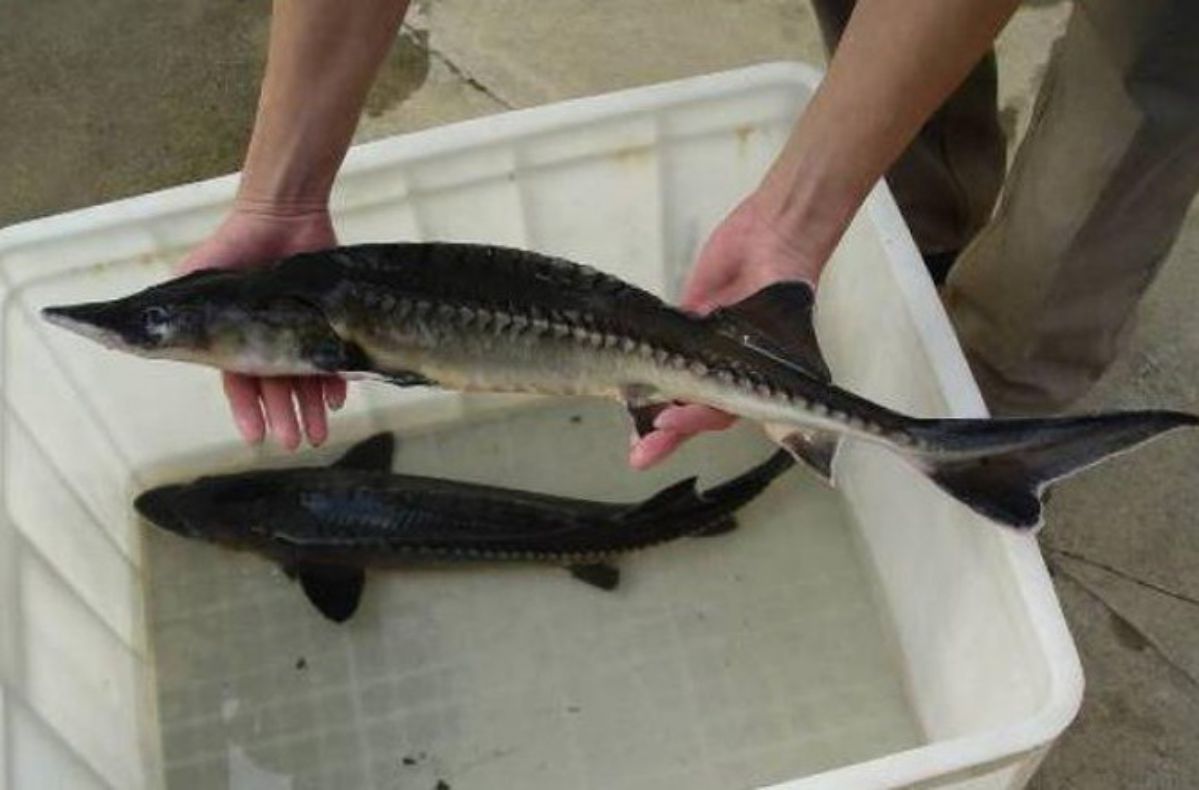 Lào Cai gắn tem truy xuất nguồn gốc cá nước lạnh