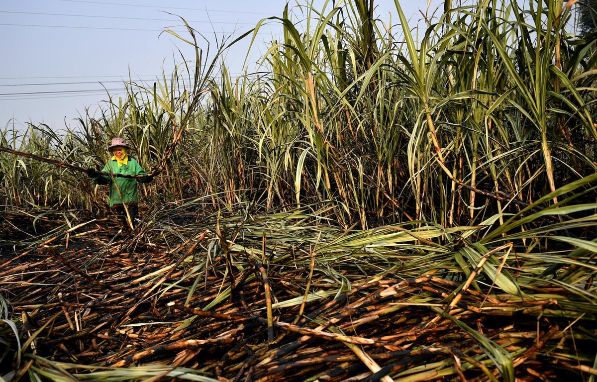 Bộ Công thương tổ chức tham vấn điều tra chống bán phá giá đường từ Thái Lan