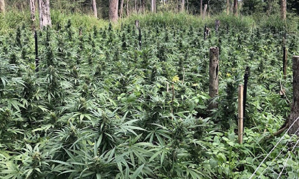 Gia Lai Đối tượng trồng gần 1.400 cây cần sa trong vườn ra đầu thú