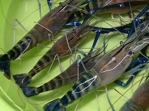 Bảo hộ chỉ dẫn địa lý cho tôm càng xanh “Bến Tre”