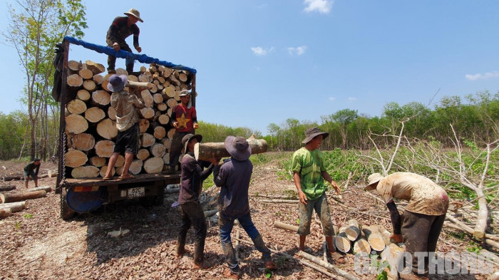 Bài 7 - Cục Bổ trợ tư pháp Đơn vị tổ chức đấu giá hơn 59 nghìn cây cao su của Cao su Kon Tum vi phạm pháp luật