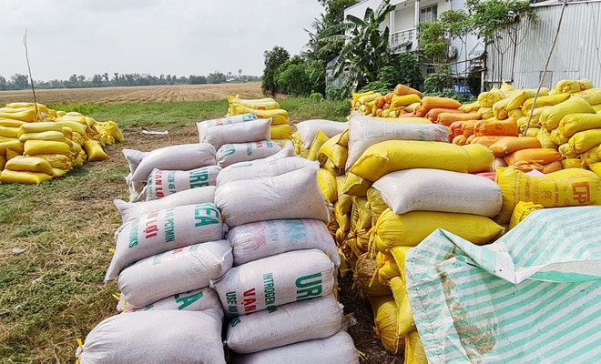 Lúa thơm ST24 sụt giá vì dội chợ
