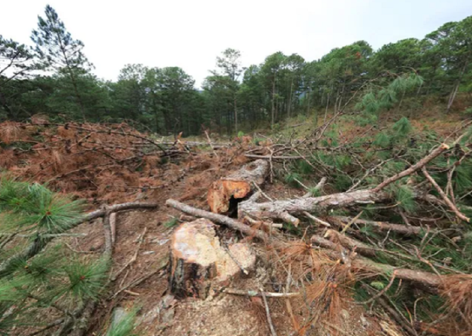 Lâm Đồng Tạm đình chỉ công tác 4 trưởng ban quản lý rừng phòng hộ