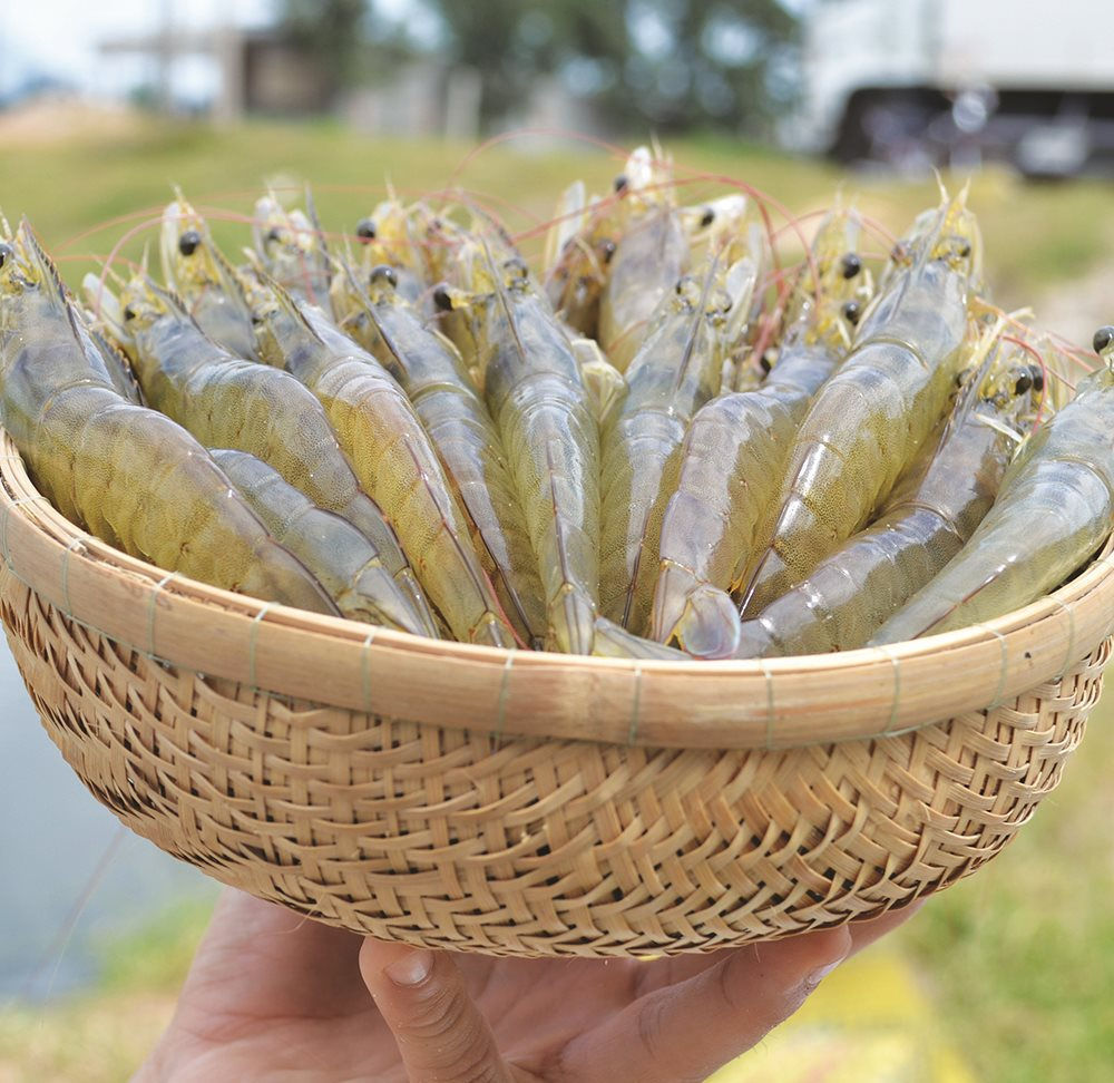 Tôm nước ấm Ấn Độ thoát khỏi danh sách thuế quan DST của Hoa Kỳ 