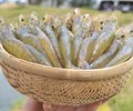 Tôm nước ấm Ấn Độ thoát khỏi danh sách thuế quan DST của Hoa Kỳ 