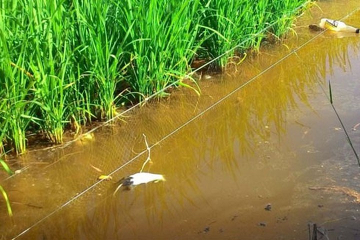 Hà Nội Đi thăm đồng người đàn ông vướng dây điện bẫy chuột tử vong