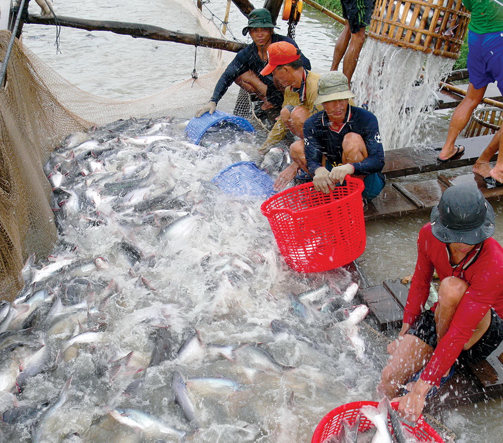 Tháng 12021 Khối lượng cá tra xuất khẩu giảm 20%