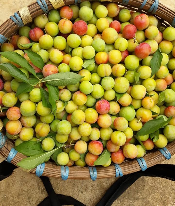 Mận cơm Sơn La rớt giá thê thảm, 1.000 đồngkg vừa bán vừa cho