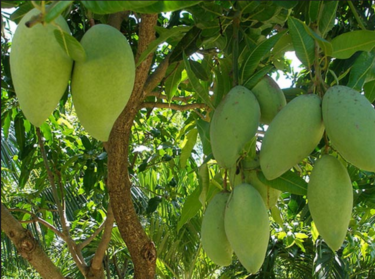 Xoài Việt Nam chỉ chiếm 1.5% tổng thị phần xuất khẩu của thế giới