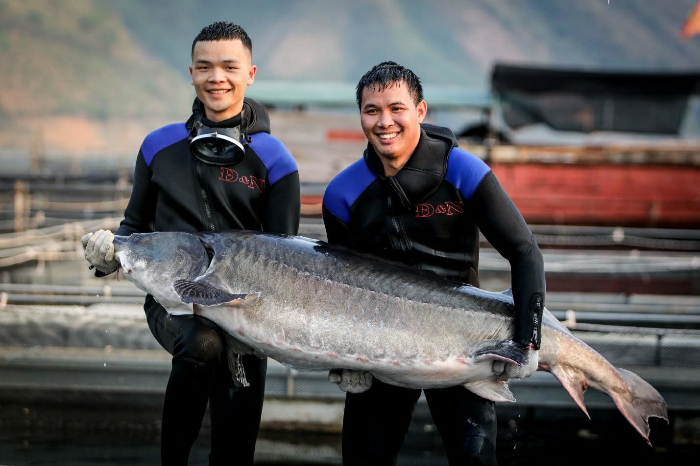 Cá tầm khổng lồ Beluga lần đầu xuất hiện tại Việt Nam, được nuôi ở Sơn La