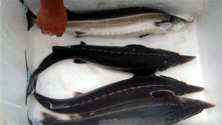 Phát hiện đối tượng nhập lậu gần 2 tấn cá tầm từ Trung Quốc