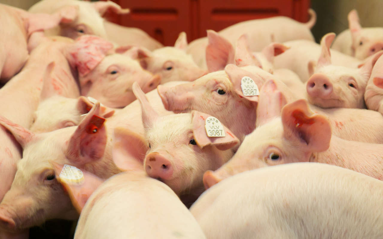 Giá heo hơi hôm nay 25 Đi ngang dịp cuối tuần, giao dịch quanh mức 72.000 đồngkg