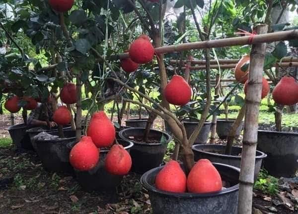 Hà Nội Thêm 5 địa danh được sử dụng đăng ký bảo hộ nhãn hiệu tập thể