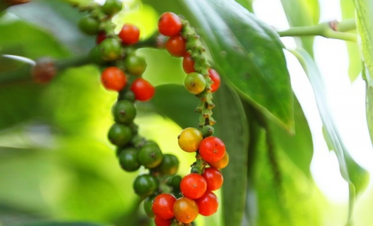 Giá tiêu hôm nay 45 Thế giới giảm nhẹ, trong nước đi ngang