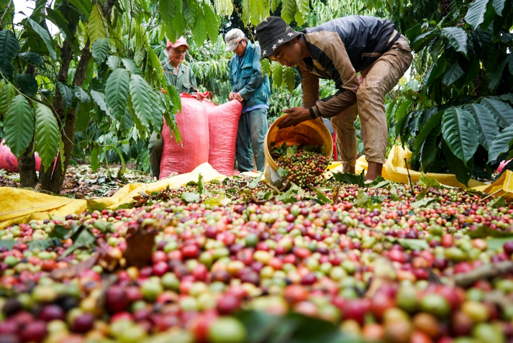 Giá cà phê hôm nay 45 Giá cà phê Arabica giảm nhẹ trên sàn New Yorrk