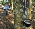Giá cao su hôm nay 10/5 Sàn Nhật Bản biến động trái chiều 