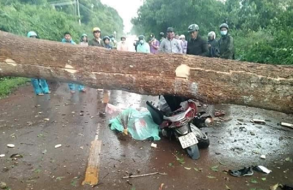 Lâm Đồng Mưa lớn quật đổ cây rừng đè 2 người phụ nữ thương vong