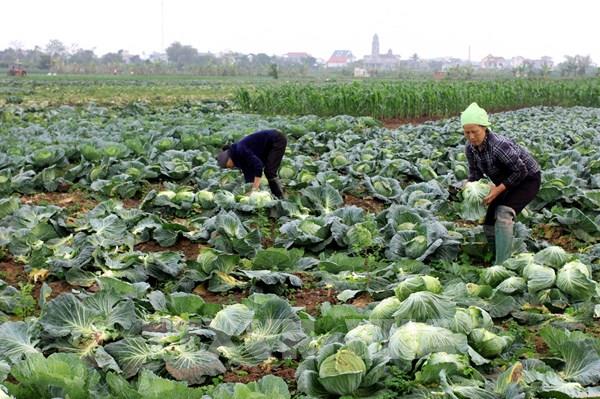 Chủ động đối phó nguy cơ tắc nghẽn nông sản do ảnh hưởng của dịch Covid-19