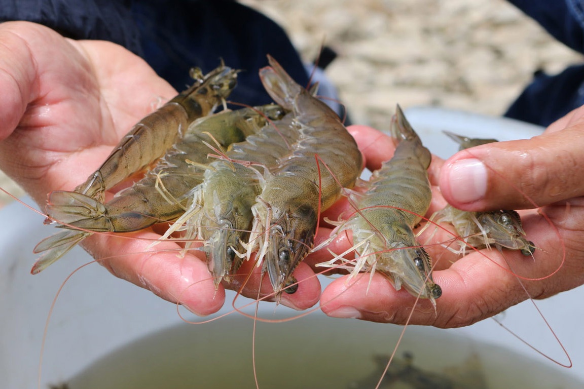 Xuất khẩu tôm chân trắng sang Nhật Bản tăng 5,8%