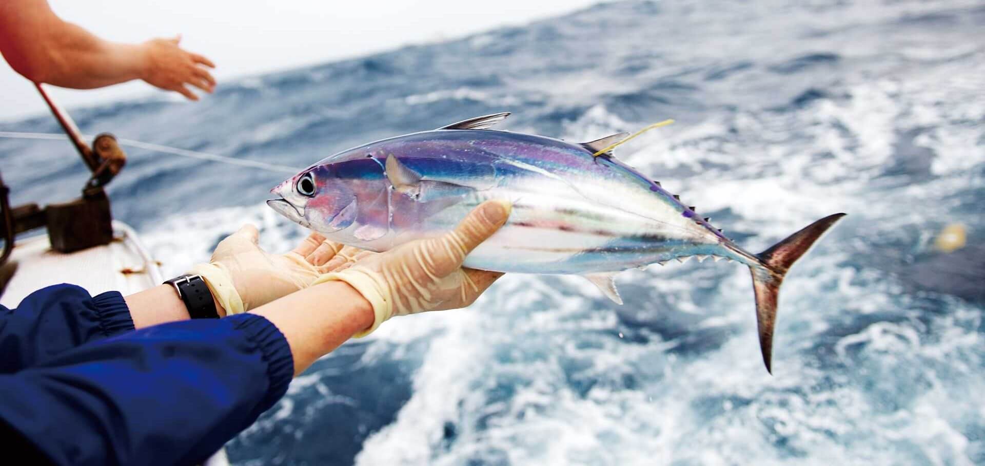 Sản lượng đánh bắt cá ngừ tại WCPO tăng