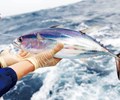 Sản lượng đánh bắt cá ngừ tại WCPO tăng 