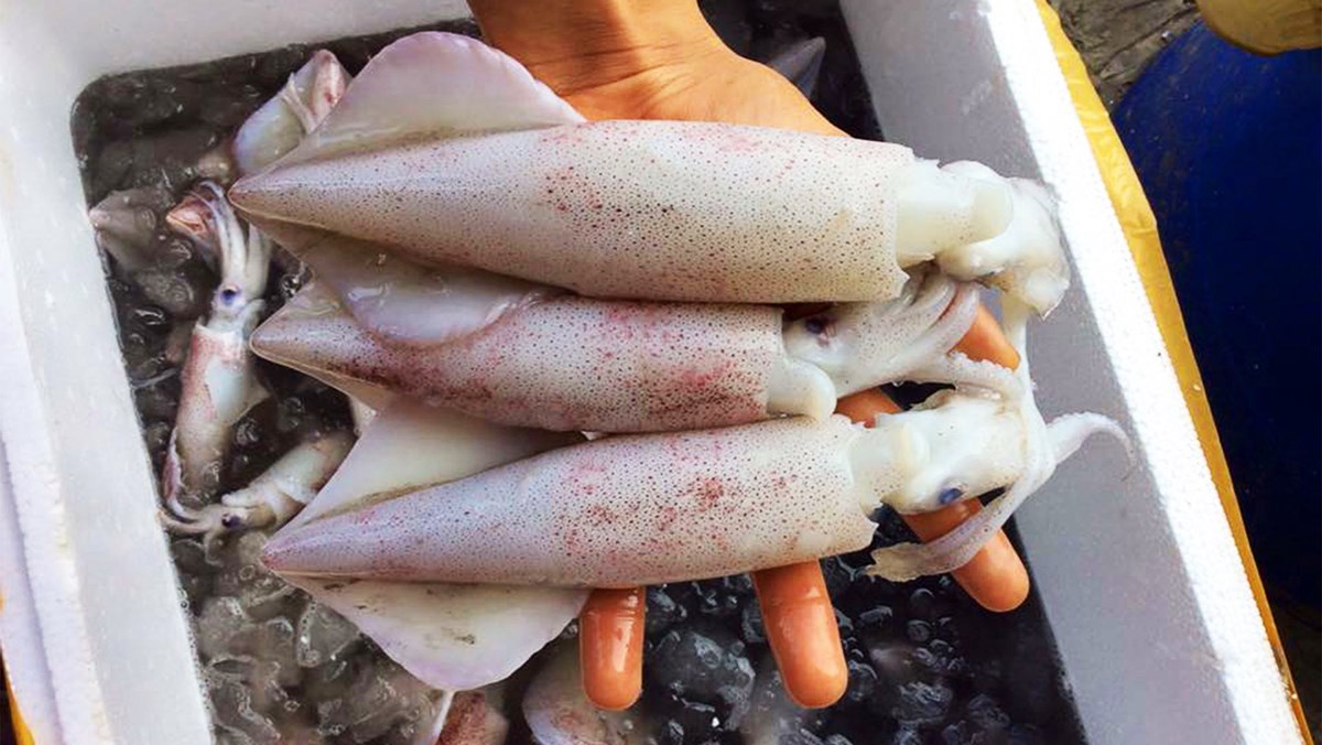 Việt Nam là nguồn cung mực và bạch tuộc lớn thứ 2 cho thị trường Nhật Bản   