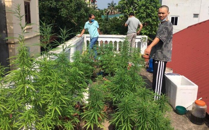 Hà Nội Một thanh niên trồng cần sa để ngâm rượu