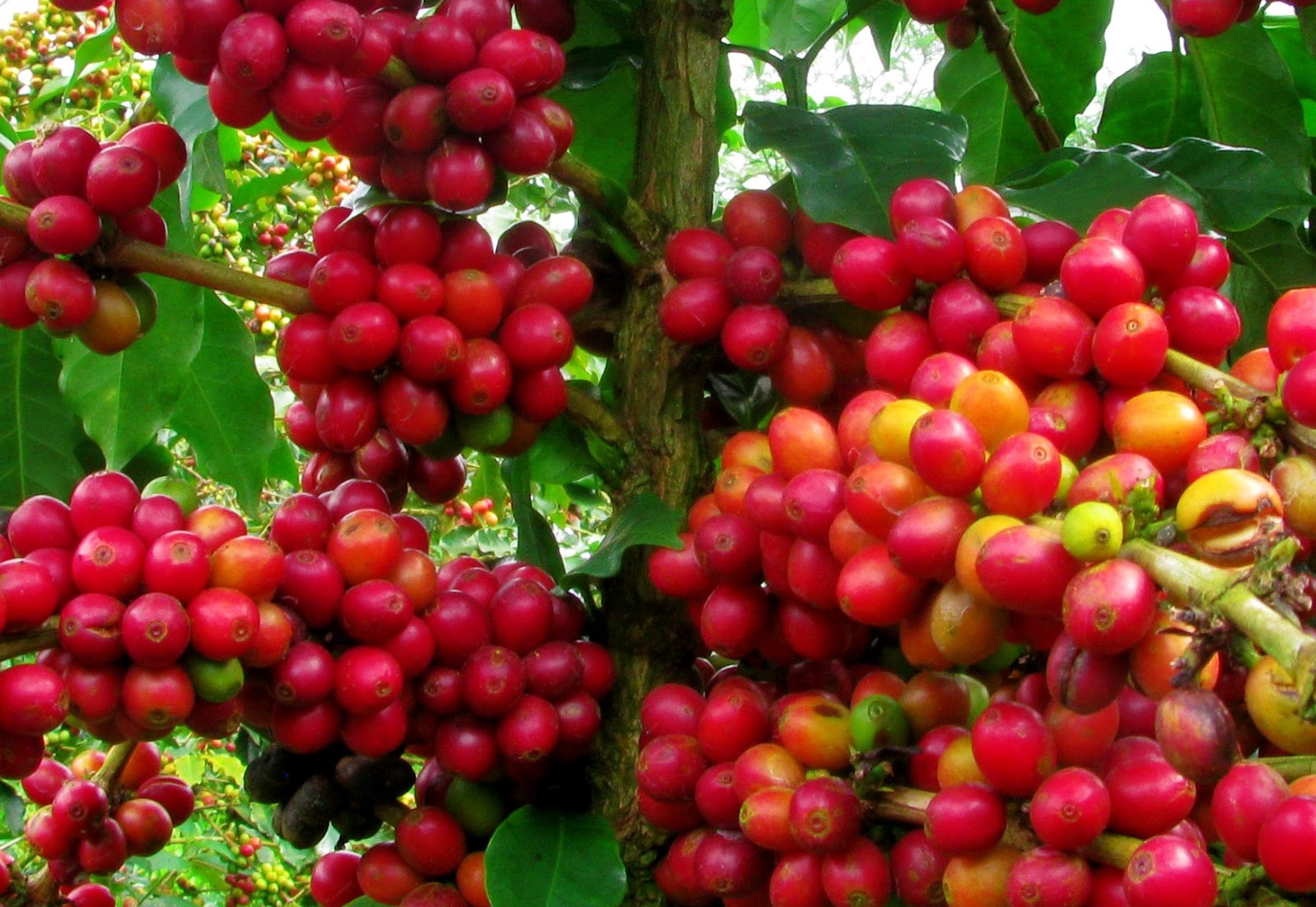 Giá cà phê hôm nay 175 Giá cà phê Arabica và Robusta giảm mạnh